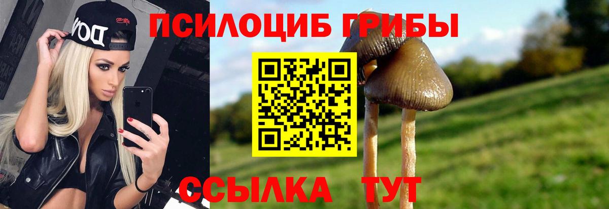 Псилоцибиновые грибы Cubensis Владимир